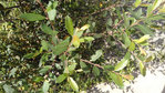 branche.jpg