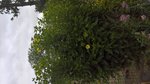 WP_20170727_10_46_15_Pro-50%.jpg