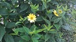 WP_20170727_10_46_40_Pro-50%.jpg