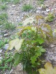 Resized_20170801_203101.jpeg