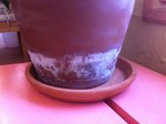 pot du jasmin