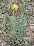 Centaurea Collina.JPG