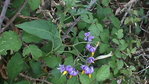 Morelle douce-amère (Solanum dulcamara L.) (2).JPG