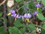 Morelle douce-amère (Solanum dulcamara L.).JPG