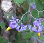 Morelle douce-amère (Solanum dulcamara L.) (3).JPG