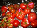 couleur tomate 2017 2.jpg