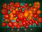 couleur tomate 2017.jpg