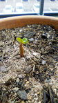 Petit adenium somalense black