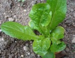salade2.JPG