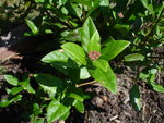 rsz_dsc05852.jpg