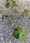 IMG_0632.JPG