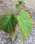 IMG_0633.JPG
