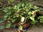 Hosta  pont aérien 56.JPG