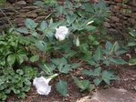 Datura métel ou inoxia 55.JPG