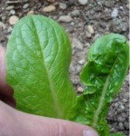 salade.JPG