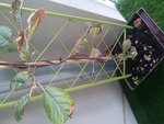 kiwi1taille.jpg