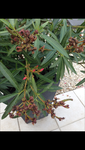 IMG_2298 (1).PNG