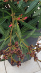 IMG_2297 (1).PNG