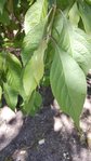 20170807_154208-747x1328.jpg