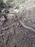 Resized_20170808_164404.jpeg