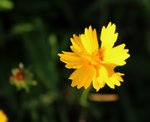 Fleur A