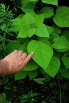 Plante B