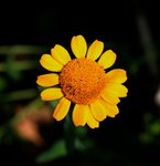 Fleur C