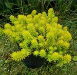 Sedum.jpg