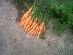 voyons ce que disent les carottes