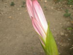 DSCN7851.JPG