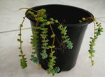 plante.jpg