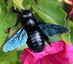 Xylocopa.jpg