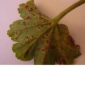 geranium.jpg