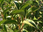 Ligustrum X 66.JPG