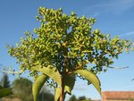 Ligustrum X 67.JPG