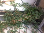 Hortensia entier