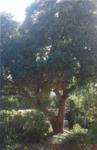 arbre sans nom.png