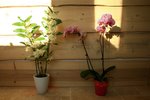 orchidées.jpg