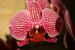phalaenospsis.jpg