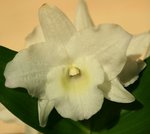 dendrobium.jpg