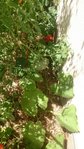 courge 2 feuille.jpg