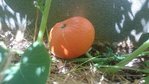 courge 2 fruit.jpg
