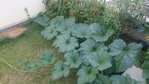 Feuille courge.jpg