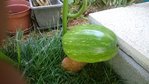 Courge fruiit.jpg