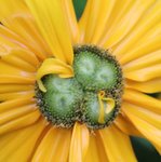 rudbeckia1.jpg