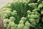 sedum.JPG