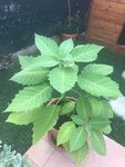 Brugmansia no.jpg