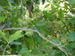 Photo4.jpg