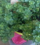 IMG_0776.JPG