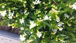 basse blanche 2.jpg